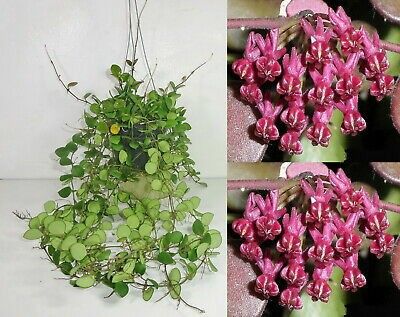 hoya carmelae Hoya Carmelae, Hoya Plant, Plant Collection, Dream Garden, House Plants, Glass Vase, Vase, Google Search, Plants