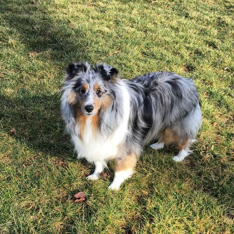 blue merle sheltie Sheltie Dogs Blue Merle, Mini Sheltie, Blue Merle Sheltie, Shetland Sheepdog Blue Merle, Shetland Sheepdog Puppies, Sheltie Puppy, Dog Dna Test, Shetland Sheep, Sheltie Dogs