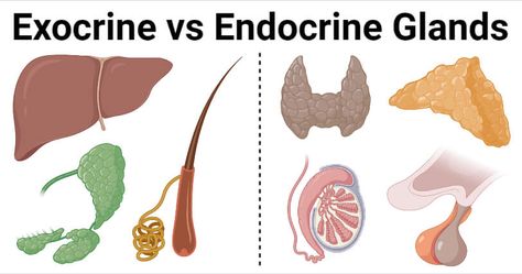 Last Updated on May 8, 2021 by Sagar Aryal Exocrine Glands Definition Exocrine glands are the glands with ducts that allow the cells to secrete their products into those ducts so that they can be released onto the surface of the target cells or organs. The cells of the exocrine glands are linked to the covering epithelium by narrow tubular ... Read more The post Exocrine vs Endocrine Glands- Definition, 8 Differences, Examples appeared first on Microbe Notes. Pathophysiology Notes, Human Cell Structure, Microbiology Notes, Adrenal Medulla, Exocrine Gland, Quadrants Of The Abdomen, Endocrine Glands, Human Cell, The Human Anatomy