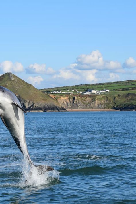 Check out "Bottlenose Dolphins in Cardigan Bay" in Wales Cardigan Bay Wales, Cardigan Wales, Uk Tourist Attractions, Mid Wales, Wales Travel, Visit Wales, Bottlenose Dolphin, West Wales, Far West