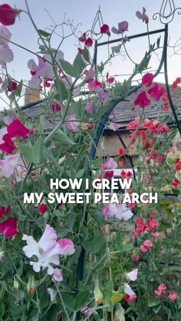 Sweet Pea Arch, Sweet Pea Trellis, Pea Trellis, Diy Trellis, Sweet Peas, My Favorite Part, Sweet Pea, Garden Arch, Gardening Tips