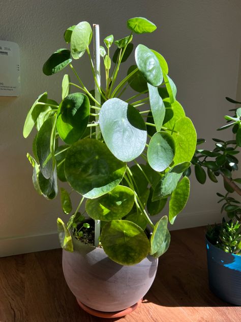 Round Leaf Plant, Repot Plants, Big Indoor Plants, Wishlist Plants, Household Plants, Pilea Peperomioides, Chinese Money Plant, Plants Are Friends, Indoor Plant Care