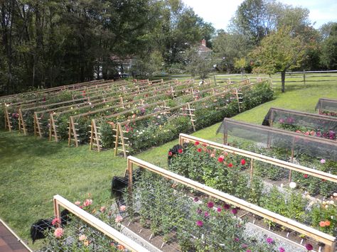 Flower Farm Layout, Shade Cloth Garden, Growing Cut Flowers, Cut Flower Farm, Gardening Design, Farm Layout, Gardening Landscaping, Landscaping Garden, Garden Idea