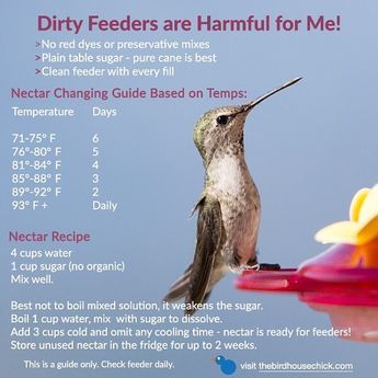 Hummingbird Nectar Recipe, Hummingbird Food, Hummingbird Nectar, Hummingbird Plants, Fairy Homes, Hummingbird Garden, Diy Birds, Bird Food, How To Attract Hummingbirds