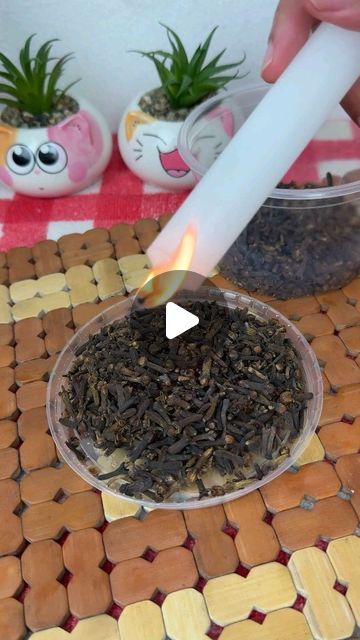 Divine Yawo Akorli on Instagram: "Just drip candles on the cloves!! (Homemade revealed the secret to me)

Has anyone tried this? I think powdered cloves, including Cinnamon in the mixture will work better? 🤔💭

#didyouknow #foryou #foryoupage #explorepage #DIY #Officialdivinea #explore #homeideas #viral #videooftheday" Cinnamon Candles Diy, Diy Mosquito Repellent Candle, Diy Cinnamon Candle, Pinecone Candles, Drip Candles, Air Plants Diy, Mosquito Repellent Candle, Diy Mosquito Repellent, Mr L