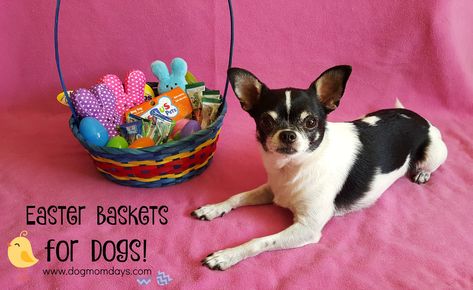 How to put together an Easter basket for your dog! A simple, inexpensive DIY doggy Easter basket how-to! Dog Easter Basket, Dog Easter, Dogs Diy Projects, Puppy Dog Pals, Easter Basket Ideas, Dog Fun, Boyfriend Crafts, Easter Goodies, Lamb Decorations