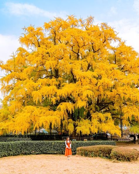 Gingko Tree, Yellow Forest, Ginkgo Tree, Photo Zone, Public Space Design, Korea Travel, A Fairy Tale, Tree Forest, Yellow Leaves