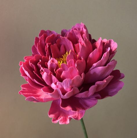 Floral Reference Photos, Peony Flower Aesthetic, Peony Flower Photography, Rose Flowers Drawing, Flowers Photography Peonies, Botanical Photos, Decoration Craft Ideas, Peony Photography, Flower Photography Art