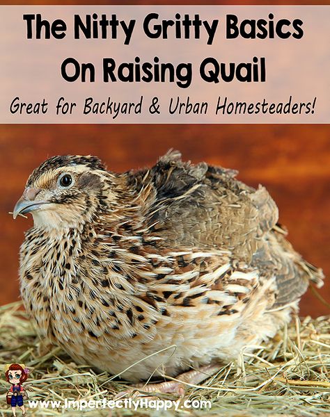 The Nitty Gritty Basics of Raising Quail. Great for backyard & urban homesteaders! |ImperfectlyHappy.com Quail Coop, Raising Quail, Edible Gardening, Urban Homesteading, Mini Farm, Quail Eggs, Nitty Gritty, Backyard Farming, Hobby Farms