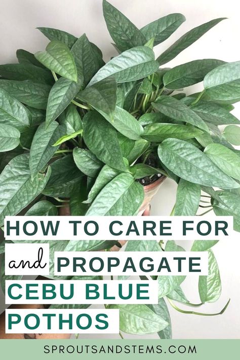 cebu blue pothos leaves Blue Cebu Pothos, Blue Pothos Plant, Epipremnum Pinnatum Cebu Blue, Pothos Cebu Blue, Cebu Blue Pothos Care, Pothos Climbing, Pothos Propagation, Pathos Plant, Pothos Varieties