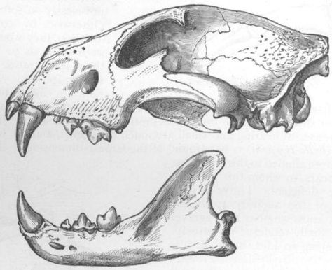 Skull of Tiger. Tiger Skull Drawing, Feline Anatomy, Sugar Skull Drawing, Tiger Skull, Skeleton Drawings, The Ancient Magus Bride, Arte Grunge, Animal Bones, Skull Drawing