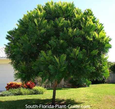 Japanese fern tree in a front yard, 20-25 ft, come at least 10 ft from house Small Trees For Landscaping, Japanese Fern, Fern Tree, Florida Trees, Trees For Front Yard, Bush Garden, Florida Landscape, Front Yard Decor, Small Yard Landscaping