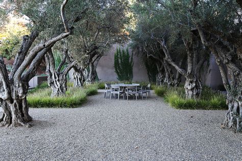 Sage Canyon Winery — Claudia Schmidt Landscape Design Winery Landscaping, Olive Trees Landscape, Orchard Design, Landscaping Design Ideas, Saint Helena, Wine Tasting Room, California Landscape, Mediterranean Garden, Landscaping Design