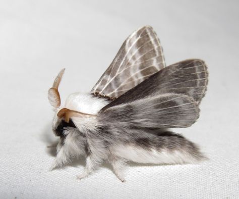 Large Tolype Moth - Tolype velleda (Monroe County, PA) September 12, 2015 Poodle Moth, Moth Species, Cute Moth, Cool Bugs, Beautiful Bugs, Creepy Crawlies, Arthropods, Pretty Animals, Bugs And Insects