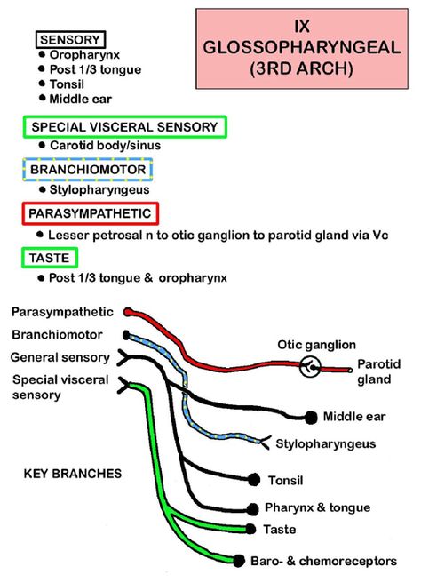 Anatomy Of The Body, Glossopharyngeal Nerve, Anatomy Head, Nerve Anatomy, Medical Mnemonics, Gross Anatomy, Nursing School Essential, Dental Anatomy, Brain Anatomy