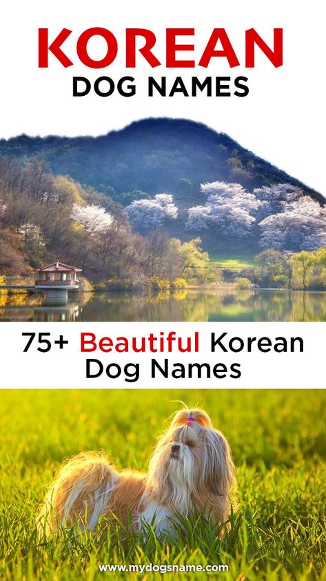 Korean dog names are a fun and cultured option for a new pup.   You could pick a popular name like Bella, Max, Charlie or Daisy. But if you want something more unique, check out these 75+ Korean dog names.  Korean dog names are great if you have Korean heritage or are simply inspired by the region. Either way, you should definitely explore these great ideas for Korean dog names!   #dogs #dognames #puppies Korean Pet Names, Korean Dog Names, Aesthetic Names For Dogs, Korean Name For Dog, Boy Puppy Names Unique, Name For Pets, Japanese Dog Names, Male Dog Names Unique, Unique Girl Dog Names List