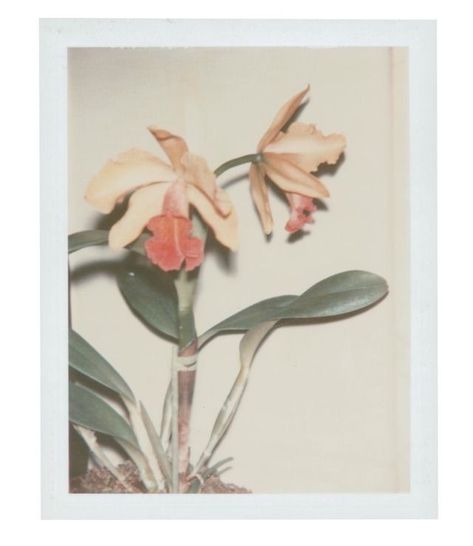 Cottagecore Aesthetic Icon, Flowers Polaroid, Richard Avedon Portraits, Warhol Flowers, Andy Warhol Flowers, Andy Warhol Art, Warhol Art, Hayward Gallery, Pop Art Movement