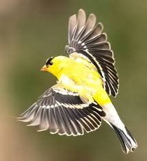 3,100+ American Goldfinch Stock Photos, Pictures & Royalty-Free Images -  iStock | American goldfinch nest, North american goldfinch, American  goldfinch isolated Goldfinch Bird, Gold Finch, American Goldfinch, Family Stock Photo, Technology Photos, Golden Thread, Science Photos, Video Artist, Thread Art