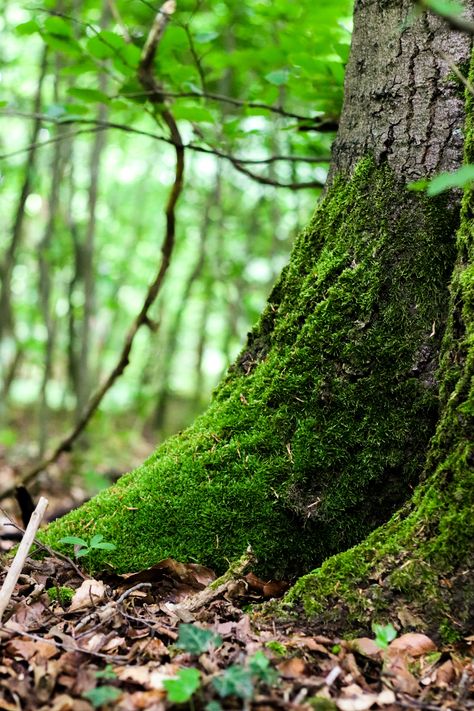 Nature photography, close up of a beautiful green moos on a forest Nature Green Photography, Earth Element Photography, Green Environment Photography, Leaves Photography Ideas, Up Close Nature Photography, Nature Details Photography, Natural Environment Photography, Forest Close Up, Nature Close Up Photographs