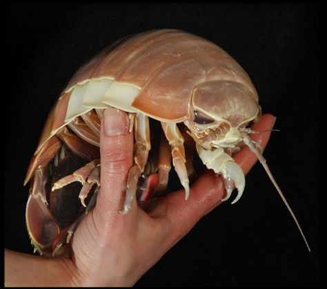 Scary Insect, Giant Isopod. Large Scary Insects Photo Esssay. Bathynomus Giganteus, Giant Isopod, Woodlice, Insect Photos, Deep Sea Creatures, Creepy Crawlies, Arthropods, Crustaceans, Weird Creatures