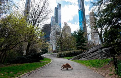 The week in wildlife – in pictures Simon Schama, Urban Habitat, Raccoon Dog, Park In New York, Animal Groups, Racoon, Wild Animals, Central Park, National Geographic