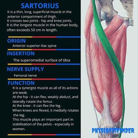 SARTORIUS muscle is a superficial muscle in the anterior compartment of the thigh. Sartorius Muscle Exercise, Sartorius Muscle, Common Knee Injuries, Femoral Nerve, Patellofemoral Pain Syndrome, Inner Thigh Muscle, Human Muscle Anatomy, Remedial Massage, Hamstring Muscles