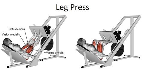 The leg press is an exercise that targets the muscles in the legs. It is a variant of the Squat. It can be used to work both quads and hamstring muscles, depending on the part of the foot that is pushed through. The leg press is often thought of as an automated version of the barbell […] Leg Press Workout, Leg Workouts For Men, Gluteus Maximus, Hamstring Muscles, Leg Press Machine, Leg Training, Leg Day Workouts, Workout Chart, Leg Press