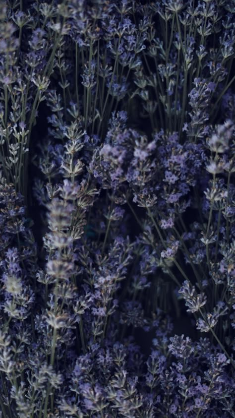 Moody Lavender Aesthetic, Lavender Dark Aesthetic, Lavender Gray Aesthetic, Purple Sage Aesthetic, Lavender Aesthetic Dark, Lavender Plant Aesthetic, Lavender Aesthetic Flower, Dark Lavender Aesthetic, Lavender Flower Aesthetic