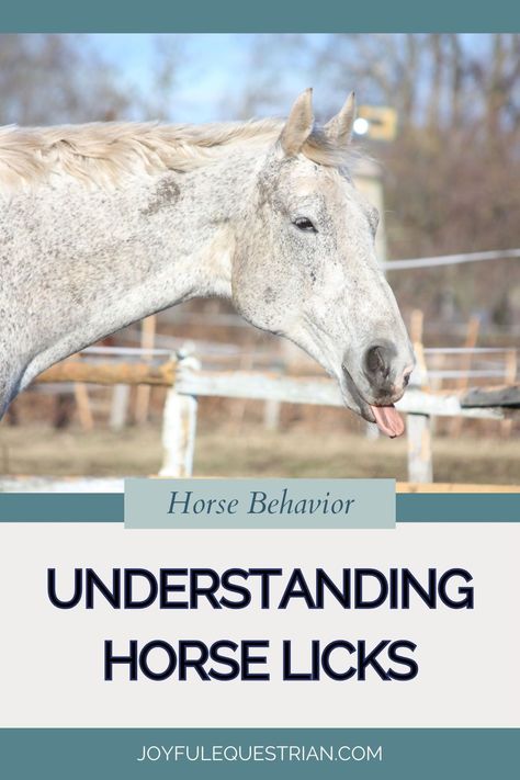 Understanding your horse's licks can deepen the connection you share. Our article delves into the reasons behind this fascinating behavior, offering insights into how horses express their feelings and needs. Whether it's a sign of affection, curiosity, or even stress, learn to read these subtle cues to better care for and communicate with your horse. Join us to decode the secrets of equine language! 💖🐎 #AnimalCommunication #UnderstandingHorses #EquineCare Buying A Horse, Equine Veterinarian, Tack Room Organization, Horse Ownership, Horse Behavior, Horse's Neck, Buy A Horse, Equine Care, Healthy Horses