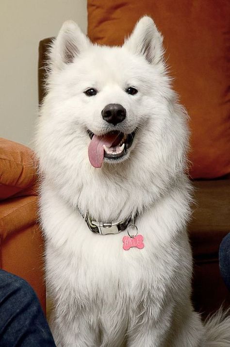 American Eskie, Big White Dog, Caine Husky, White Fluffy Dog, Samoyed Dog, Samoyed Puppy, Samoyed Dogs, Fluffy Dogs, White Dog