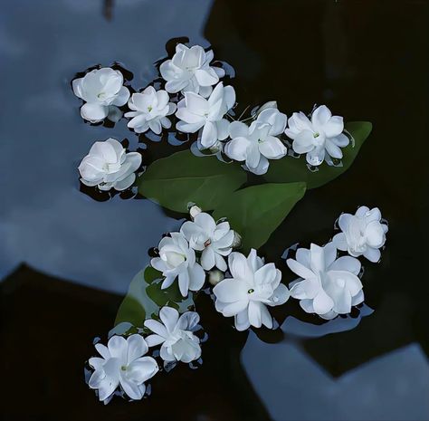 Pool Flowers, Jasmine Tree, Prythian Courts, Dark Rain, Pretty Flowers Photography, Z Aesthetic, White Flower Garden, Fav Flower, Dark Garden