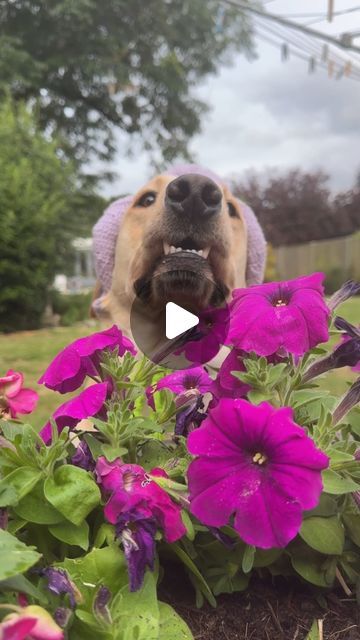 Good Boy Ollie 🐶 on Instagram: "There’s something strange about Ollie’s garden 🤔🦖" Good Boy Ollie, Good Boy, Married Life, My Happy Place, Animal Gifs, Funny Animal Videos, Happy Places, Labrador, Funny Animals