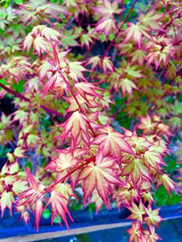 Japanese Maple Garden, Japanese Garden Plants, Small Japanese Garden, Japanese Garden Landscape, Japanese Garden Design, Japanese Maple Tree, Japanese Maple, Maple Tree, Garden Trees