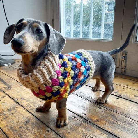 Knit dog sweater