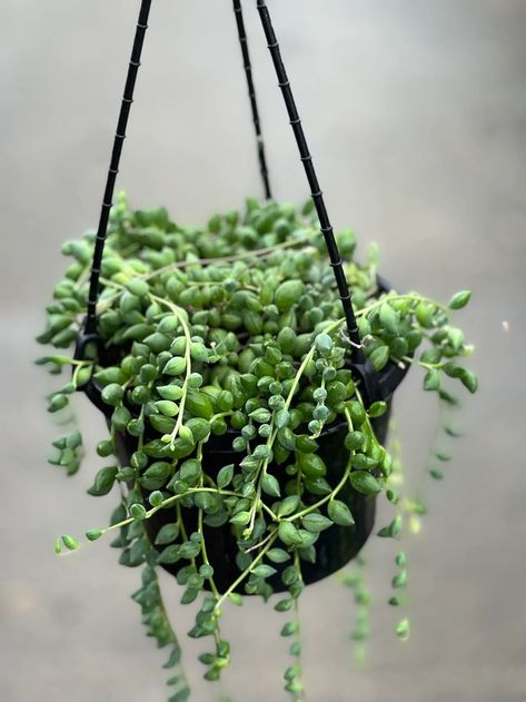 Trailing Succulents, Coffee Table Plants, Plants House, Succulent Collection, Tropical Beauty, Bring Nature Indoors, Plants For Hanging Baskets, String Of Pearls, Playing Card Deck