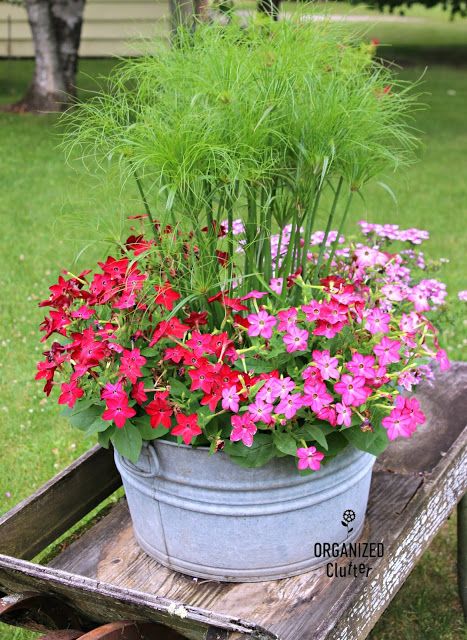 Prince Tut Annual Grass/Nicotiana Combo Laundry Tub Planter Annual Grasses For Pots, King Tut Grass Planters, Prince Tut Grass Planters, Galvanized Tub Planter, Galvanized Containers, Garden Wheelbarrow, Cabin Landscape, Summer Planters, Junk Garden