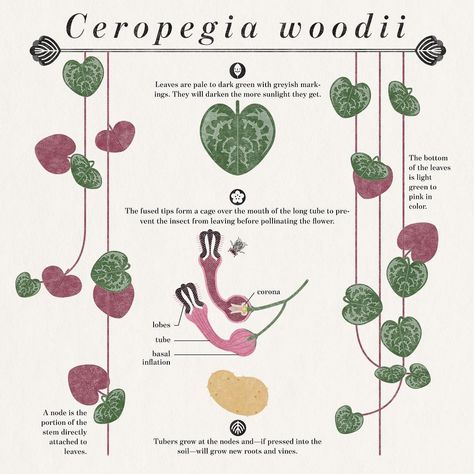 Kaya on Instagram: “This is Ceropegia woodii, also known as string of hearts. ⁣ ⁣ ⁣ Fun Fact: Ceropegias are generally pollinated by flies. What makes this…” Chain Of Hearts Plant, Ivy Plant Indoor, String Of Hearts Plant, Ceropegia Woodii, Chain Of Hearts, String Of Hearts, Plant Goals, Plant Book, Ivy Plants