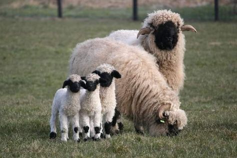 Blacknose Sheep, Valais Blacknose, Valais Blacknose Sheep, Sheep Breeds, Baby Sheep, Wild Animals Pictures, Sheep And Lamb, Interesting Animals, Cute Sheep