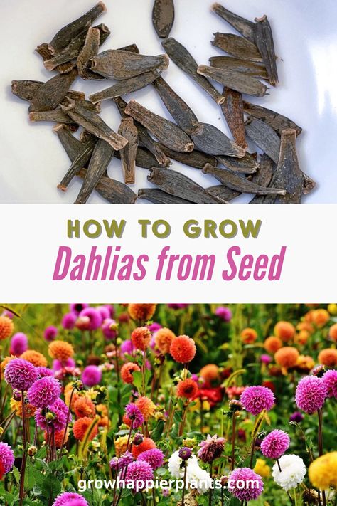 Saving Dahlia Seeds, Growing Dahlias From Seed, Staking Dahlias, Farm Goals, Dalia Flower, How To Grow Dahlias, Grow Dahlias, Planting Dahlias, Saving Seeds