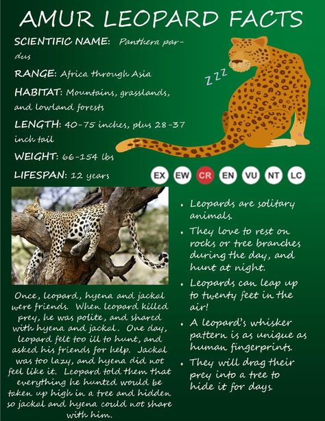 Today we're a sharing facts on the beautiful Amur Leopard! Leopard Facts, Rainforest Project, Ivory Trade, Animals Information, Daycare Forms, Research Poster, Amur Leopard, Endangered Animals, Animal Facts