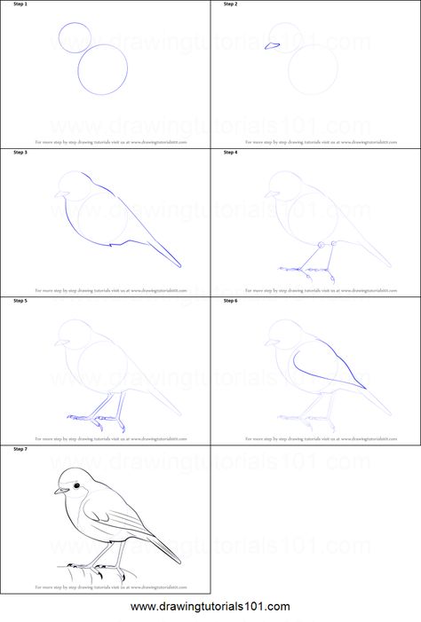 How To Draw A Robin Step By Step, How To Draw A Robin, Robin Bird Drawing, Robin Drawing, Robin Birds, Drawing Birds, Easy Disney Drawings, Nature Journaling, Draw Animals