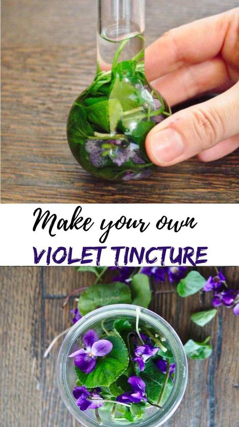 violet tincture Violet Tincture, Herbal Vinegar, Tinctures Recipes, Wild Violets, Diy Medicine, Foraging Recipes, Medicinal Herbs Garden, Violet Leaves, Medical Herbs