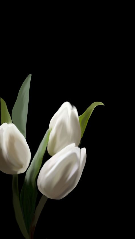 Face Layout, Aesthetic Tulips, Flowers Black Background, Tulips Art, Cool Pictures For Wallpaper, Flowers Black, White Tulips, Flower Phone Wallpaper, Aesthetic Iphone