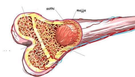 Majja Dhatu is the 6th tissue in the list of seven important dhatus ( Saptha dhatu ) described in Ayurveda. Majja dhatu is compared to bone marrow. This dhatu fills cavities of bones. Ayurveda acharyas consider the brain, as majja or mastulunga as it fills the skull. Even the tissue inside the eyes is called […] Kapha Diet, Deficiency Diseases, Medical Oncology, White Blood, White Blood Cells, Healthy Joints, Bone Marrow, Blood Cells, The Skull