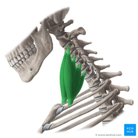 Scalene Scalene Muscle, Subclavian Artery, First Rib, O Reilly, Plexus Products, Muscles, Anatomy, Lion Sculpture, Statue