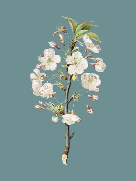 Pear tree flowers from pomona italiana illustration Free Vector Africa Art Design, Pink And White Background, Floral Wedding Invitation Card, Pear Blossom, Tree Flowers, Flower Sleeve, Leaf Illustration, Diy Plant Hanger, Cherry Blossom Background