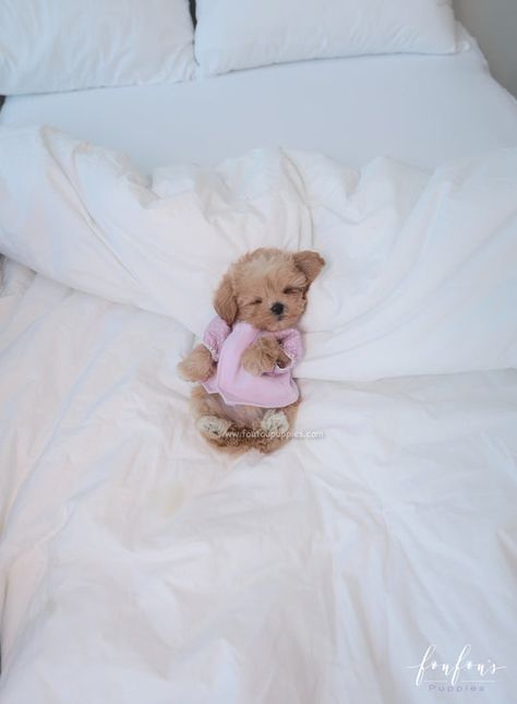 Tea Cup Puppy, Tiny Fluffy Puppies, Tea Cup Puppies, Teacup Puppy Breeds, Puppy Outfits, Teacup Kitten, Cute Puppies For Sale, Blake Pink, Tea Cup Dog