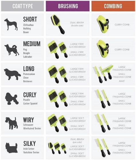 Dog Grooming Diy, Pet Grooming Business, Mobile Pet Grooming, Pet Grooming Salon, Dog Grooming Styles, Dog Grooming Shop, Dog Grooming Salons, Dog Grooming Tips, Poodle Grooming