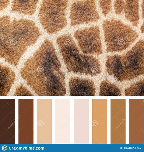 Photo about Closeup of giraffe skin in a colour palette with complimentary colour swatches. Brown and beige tones. Image of layout, colour, graphics - 193861087 Giraffe Color Palette, Giraffe Colors, Colour Swatches, Skin Color Palette, Nature Color Palette, Beige Tones, Brown And Beige, Complimentary Colors, Pour Painting