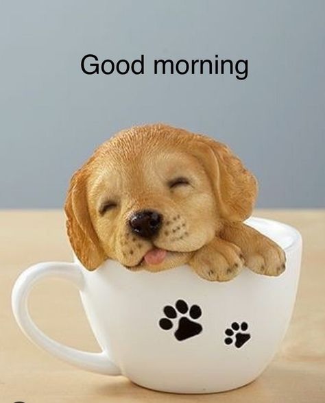 Verknipte Humor, Good Morning Dog, Good Morning Animals, Good Morning Cat, Funny Good Morning Images, Good Morning Hug, Good Morning Smiley, Images Emoji, Morning Cat